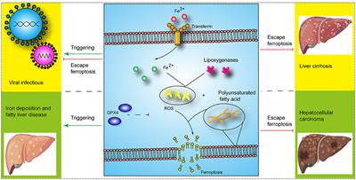 The advancements in targets for ferroptosis in liver diseases